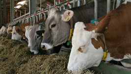 3171590740517511.png 圖片3.png